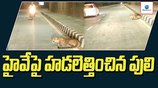 హైవే పై హడలెత్తించిన పులి | Tiger on the highway | ZEE Telugu News