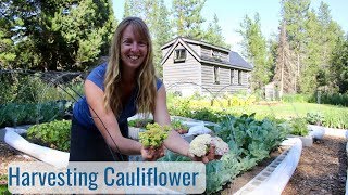 Life in a Tiny House called Fy Nyth - Harvesting Cauliflower