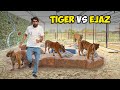 Ejaz ki 5 tigers se fight😱 Celebrating BTFarm 5th Anniversary🎉