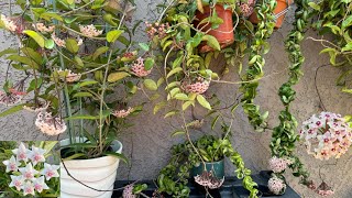 Amazing Hoya bloom! 2024. From buds to bloom! 🌿🌺🌼🌸🌿#gardening #garden #naturelovers #nature #plants