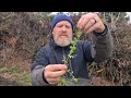 vogelmiere vitamine im winter chickenweed pamplina