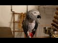 【インコの放鳥風景】ひよちゃん亡き後。6羽→5羽。みんなだんだん慣れてきました...