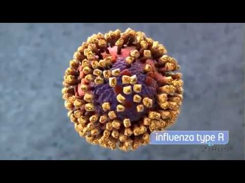 Virus Infection Animation Virus Infection Animation