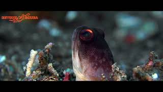 Yellowbarred Jawfish (Opistognathus randalli)