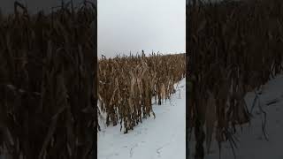 Unharvested crop in Ukraine. War in Ukraine. Stop the war!