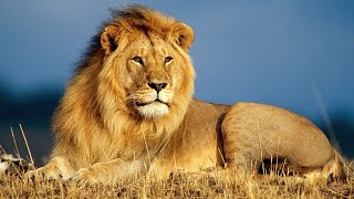 lioness roar | সিংহের গর্জন || Good evening | শুভ সন্ধ্যা #nature #animals #lion