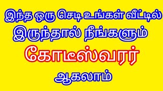 இந்தச் ஒரு செடி உங்கள் வீட்டில் இருந்தால் நீங்களும்  கோடீஸ்வரர் ஆகலாம்