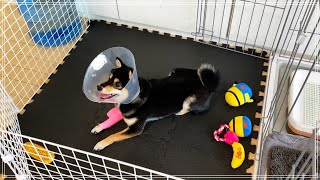 I played with Shiba Inu in the rehabilitation space for the first time in a while