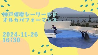 神戸須磨シーワールド　オルカパフォーマンス　2024.11.26 16:30