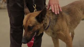 Explosive Detecting K9 Testing