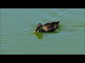 大仙公園の鴨（２０１７年９月１日）duck of the daisen park