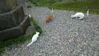 伊佐須美神社　ネコたち