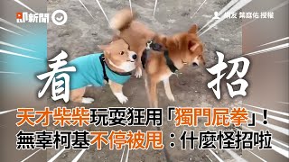 柴犬玩耍狂用「獨門屁拳」　無辜柯基犬不停被甩：什麼怪招｜寵物｜動物｜狗狗