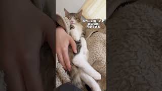 赤ちゃん抱っこで寝てくれるなんて…#猫 #保護猫 #shorts