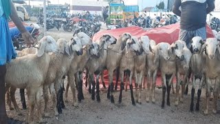 களைகட்டிய கால்நடை சந்தை - ஒரு கோடி ரூபாய்க்கு ஆடுகள் விற்பனை