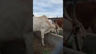 khillar cow गाजरी खिल्लार गाई #rurallife #khillar #खिल्लार #khillarcow #shorts