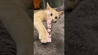 【保護猫 ネムネム〜まだまだ赤ちゃんだよぉ】 #cat #保護猫 #ねこ #cats #cat #猫動画 #shorts #short