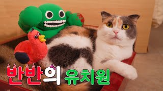 반반의 유치원 실사판 | 고양이산책