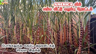 💥AMERICA வில் எங்க வீட்டு கரும்பு தோட்டம் | How to grow Sugarcane in USA