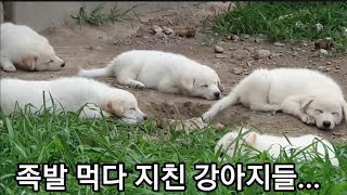 강아지들에게 돼지족발을 줘봤더니...