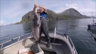 Monster Wolf Fish | Norway | XLyngen | Anglers World