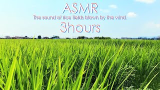 ASMR 睡眠 | 稲が奏でる風の音を聴こう | 自然音 | 3時間 | wind sound