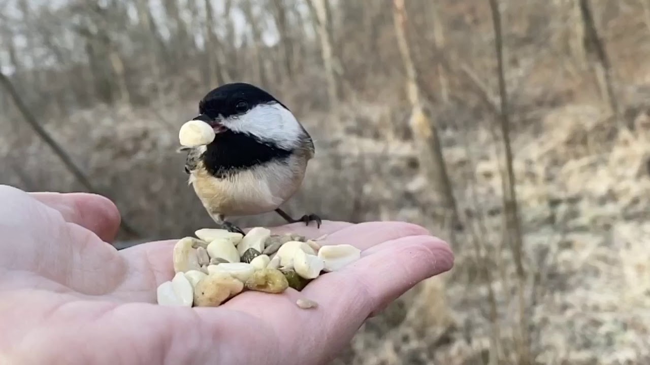 Hand-feeding Birds In Slow Mo — Black-capped Chickadee - YouTube