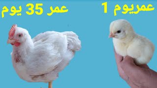 مراحل نمو الكتكوت بالفيديو في 35يوم Stages of chick growth in video