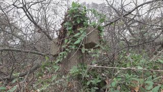 Memphis group works to restore century-old cemetery