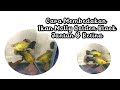 cara membedakan ikan molly golden black jantan & betina by hobby ikan