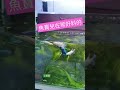 魚寶兒們在等待好料的吃好吃滿 鬥魚 飼養 斗魚