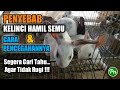 PENYEBAB KELINCI HAMIL SEMU DAN CARA MENCEGAHNYA