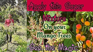 Spray this Magic Mixture on your Mango Trees and Get the Amazing Results. Mango tree treatment