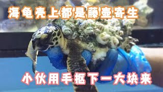 从海里捞出来的海龟，后壳肚皮被藤壶寄生满了，小伙帮它清理藤壶