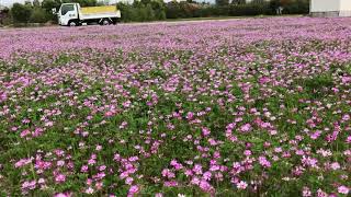 舟渡池公園手前のレンゲ畑