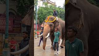 🧿🙏 Mysore Dasara Elephants 2024 || Morning Walk 🙏🧿