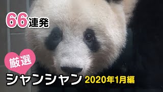 厳選シャンシャン66連発　2020年1月編【永久保存版】　Giant Panda Xiang Xiang