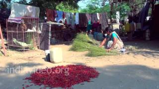 Making of Chilli Powder in the village of Guntur, Andhra Pradesh