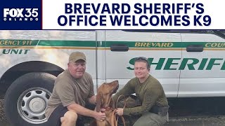 Brevard County sheriff’s office welcomes new bloodhound to help locate missing people