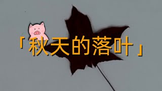 【颛顼小猪】秋天的落叶