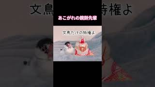 【新年】文鳥先輩にさらに憧れる雀のちゅんぞう~鏡餅文鳥のみーちゃん