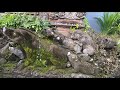 【🇮🇩バリ島 ウブド🇯🇵】ガイドさんおすすめワルンとバビグリン🍽nasi campur u0026 babi guring