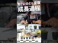 モミジ盆栽の成長過程！実生なら無料です。shorts【盆栽q】