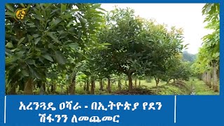 አረንጓዴ ዐሻራ - በኢትዮጵያ የደን ሽፋንን ለመጨመር