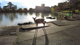 【4k】石上神宮～奈良公園 Isonokami Jingu Shrine - Nara Park (Nara, Japan)(2021)