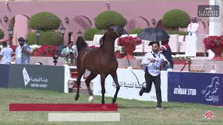 N.386 MEKDAD AL HAWAJER - The Saudi National Championships 2023 - Stallions 4-6 Years Old (Class...