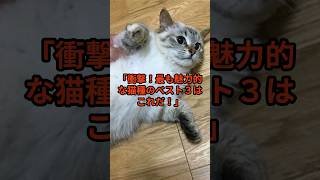 「衝撃！最も魅力的な猫種のベスト３はこれだ！」     #shorts #猫