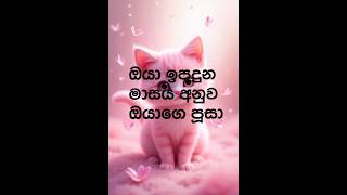 ඔයා ඉපදුන මාසය අනුව ඔයාගෙ පූසා 🤩#cat