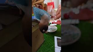 ボタンインコがコインを分別 #shortsfeed