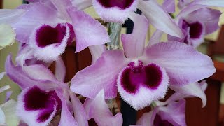 Dendrobium anosmum 'Little Sweet Scent'. Blooming orchids 4/7/2022